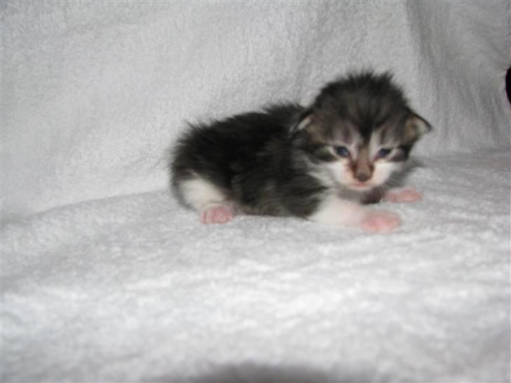 Maine Coon Slambert billede 8