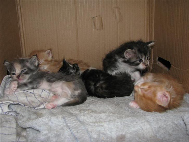 Maine Coon Slambert billede 9