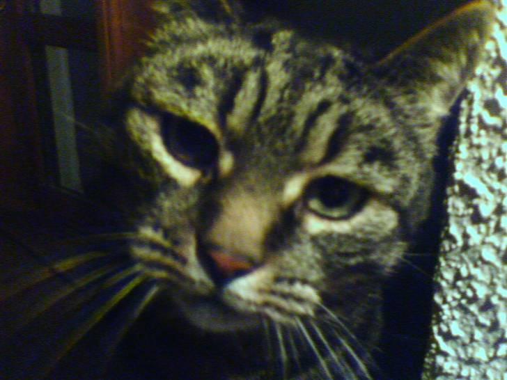 Huskat Arvin - Jubiii, elsker at få taget billeder... billede 1