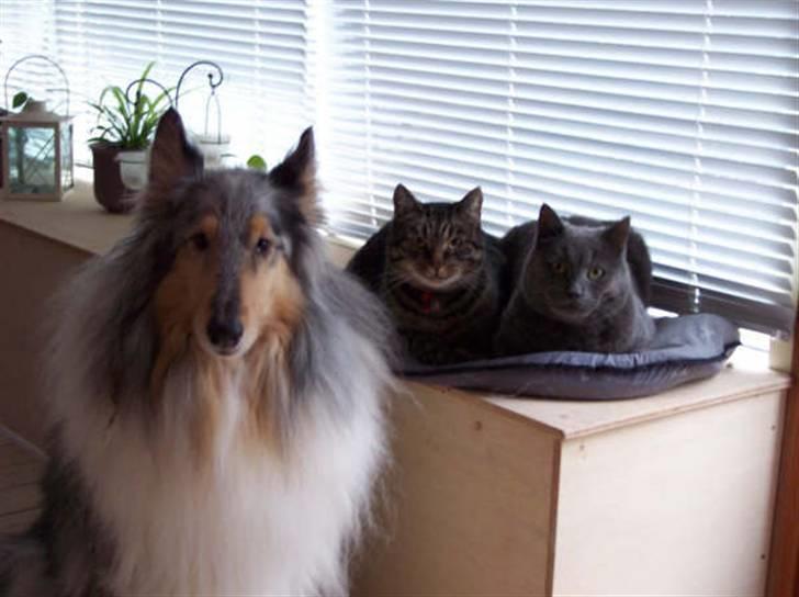 Huskat Arvin - ´Familie-foto´ inden Bulli flyttede ind... Arvin i midten billede 2