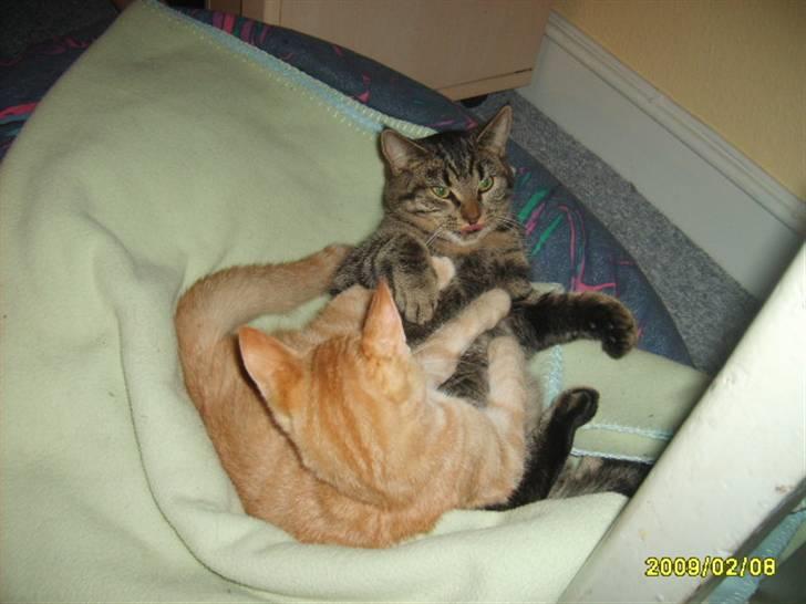 Huskat Lille mis - Nyt billede 18 jeg leje med min søster billede 18