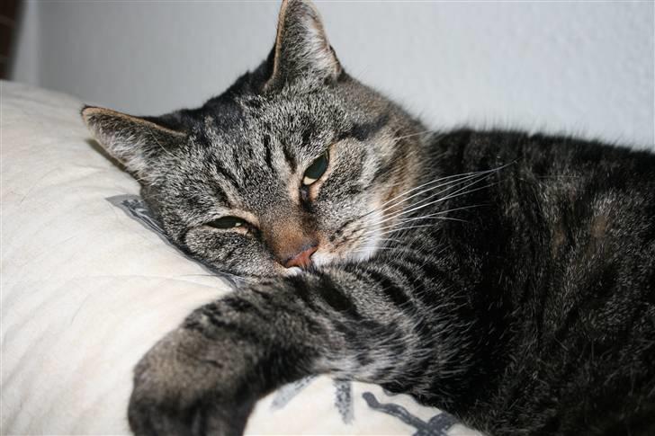 Huskat Arvin - Skønt at ligge på sofaens ryghynde.. så kan man nemlig også følge med i det hele. billede 3