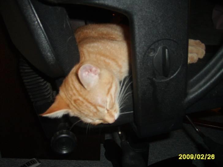 Huskat Lille mis - nyt billede 19 jeg sove billede 19