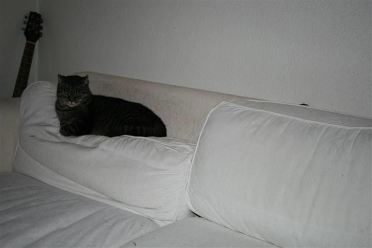 Huskat Arvin - Min madmor er dog ikke glad for jeg ligger for meget på sofaens ryghynder for hun mener jeg ligger dem ud af form. Det forstår jeg slet ikke. *G* billede 4