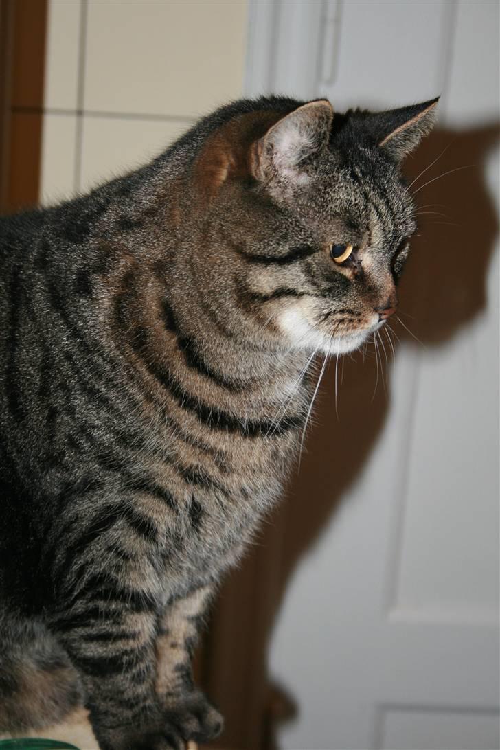 Huskat Arvin - Venter på min mad... Prøver på at virke tålmodig. billede 5