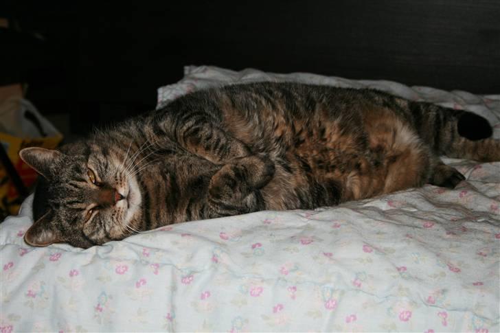 Huskat Arvin - Weeee, min mor har fået en puf! Ja den gør jeg så krav på... :-D billede 6