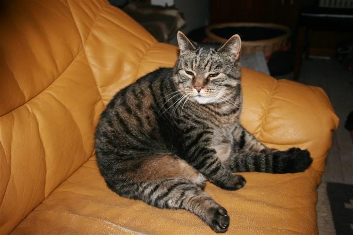 Huskat Arvin - Her er jeg igang med at lave lidt gymnastik..... billede 7