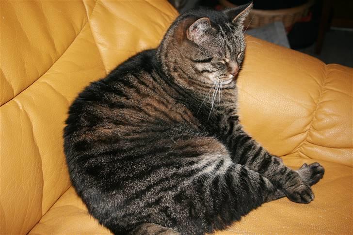 Huskat Arvin - ....men når ingen kigger, vil jeg hellere slappe af... *S* billede 8