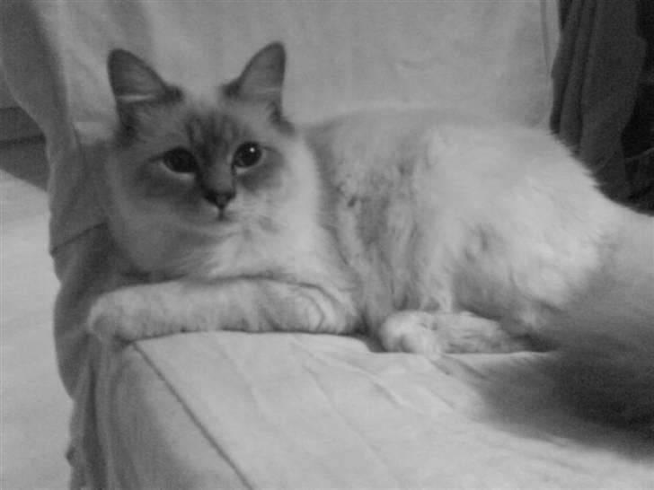 Hellig Birma Baloo billede 11