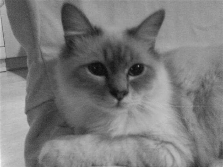 Hellig Birma Baloo billede 12