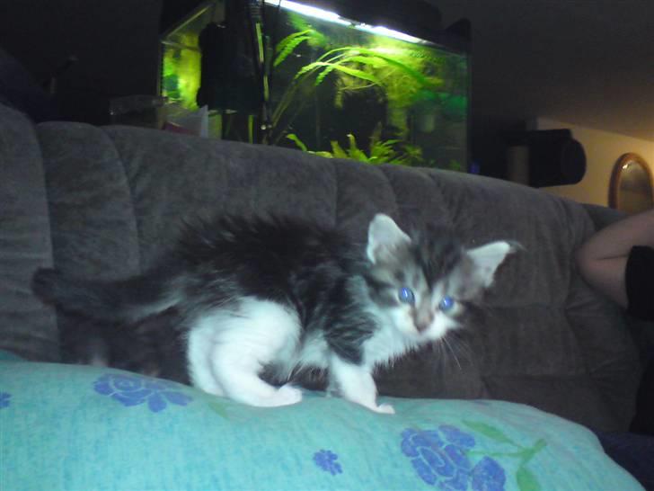 Maine Coon Slambert billede 10