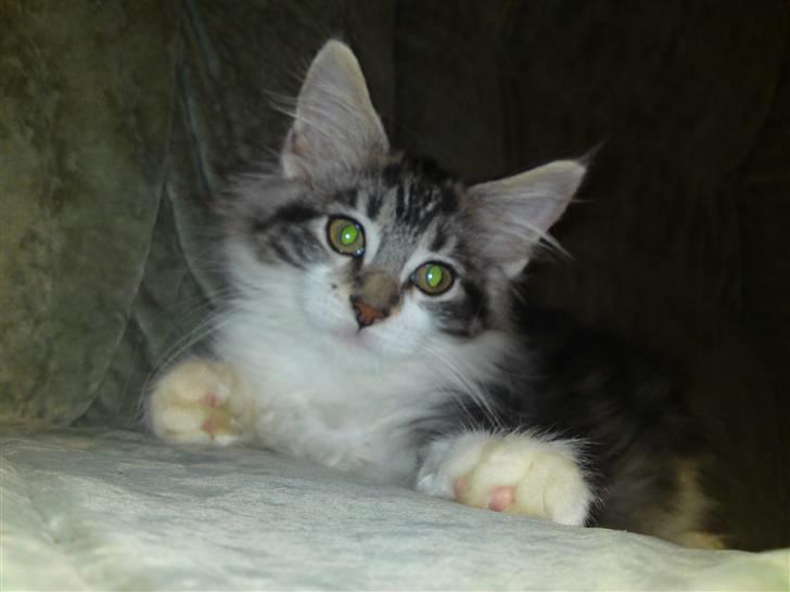 Maine Coon Slambert billede 11