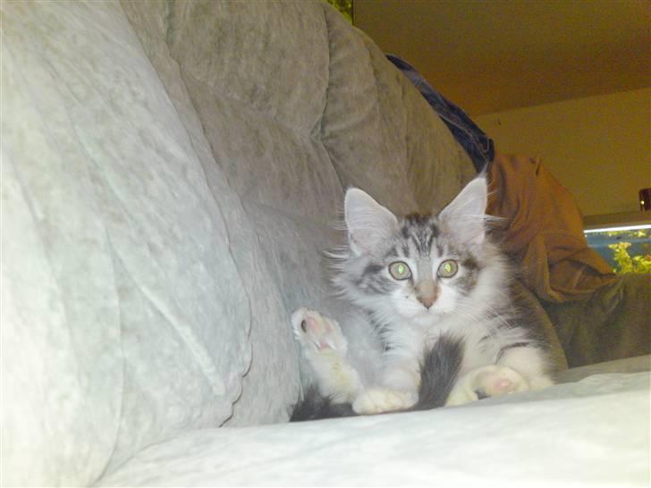 Maine Coon Slambert billede 12