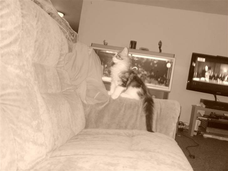 Maine Coon Slambert billede 13