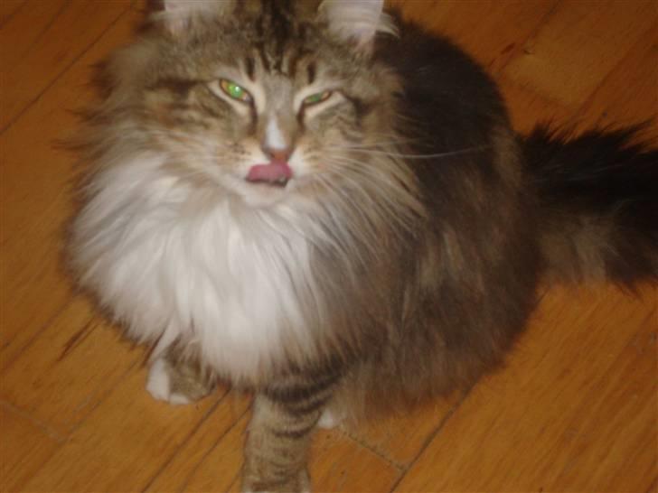 Norsk Skovkat NorwegianWood Sebastian billede 9