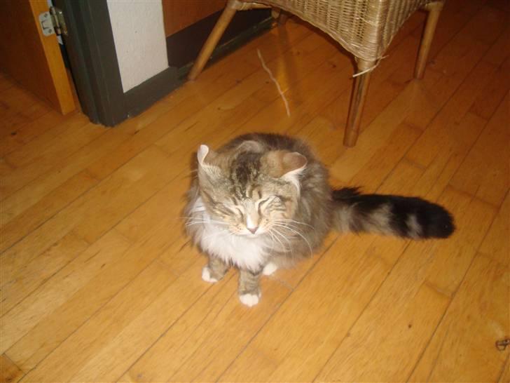 Norsk Skovkat NorwegianWood Sebastian billede 10