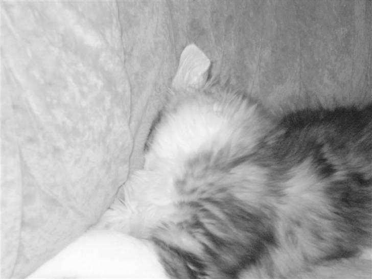 Maine Coon Slambert billede 14