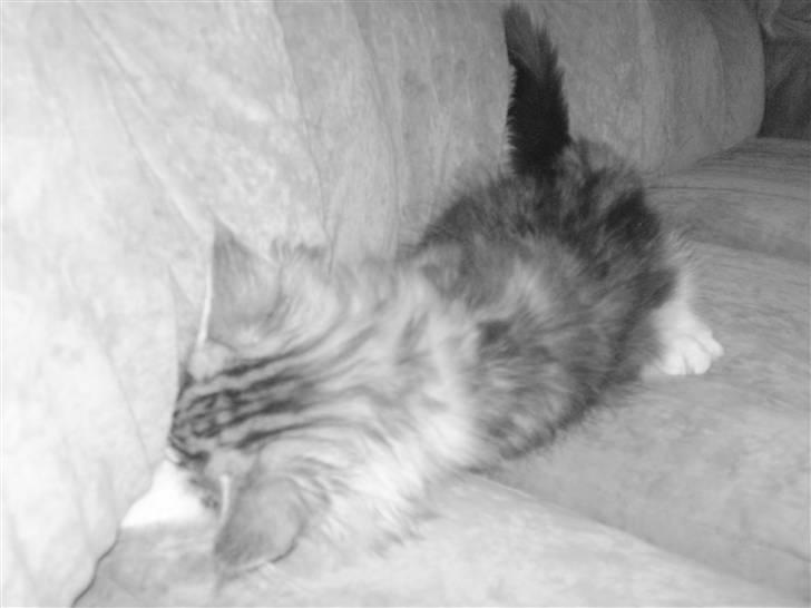 Maine Coon Slambert billede 15