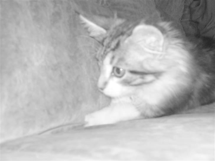 Maine Coon Slambert billede 16