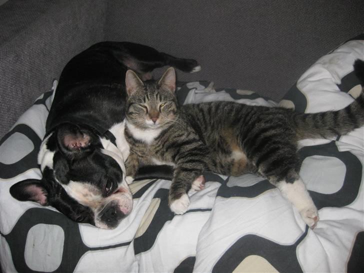 Blanding af racer tarzan billede 16