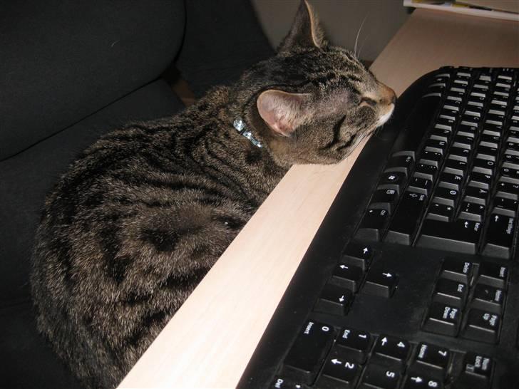 Blanding af racer tarzan billede 17