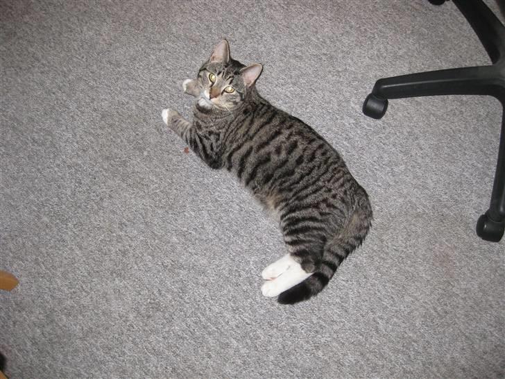 Blanding af racer tarzan billede 18