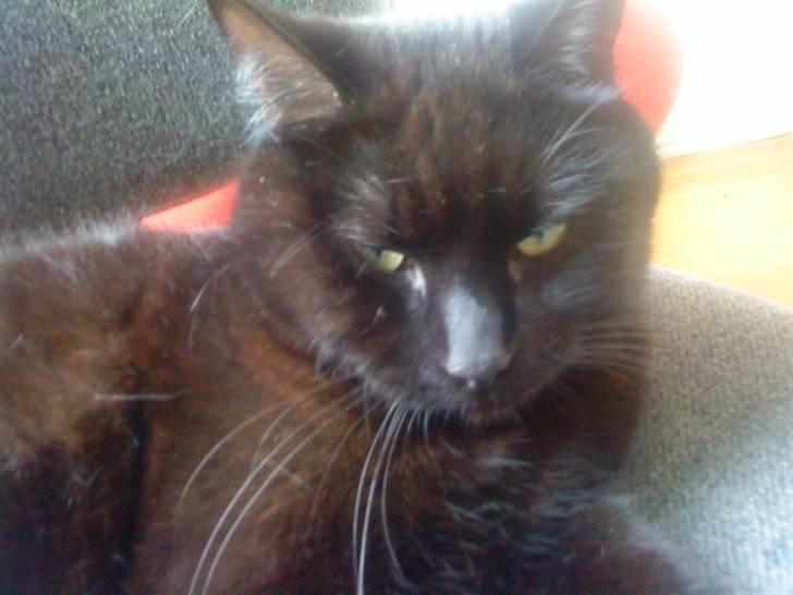 Huskat Molly billede 3