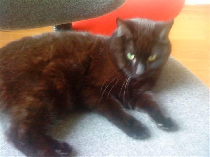 Huskat Molly billede 4