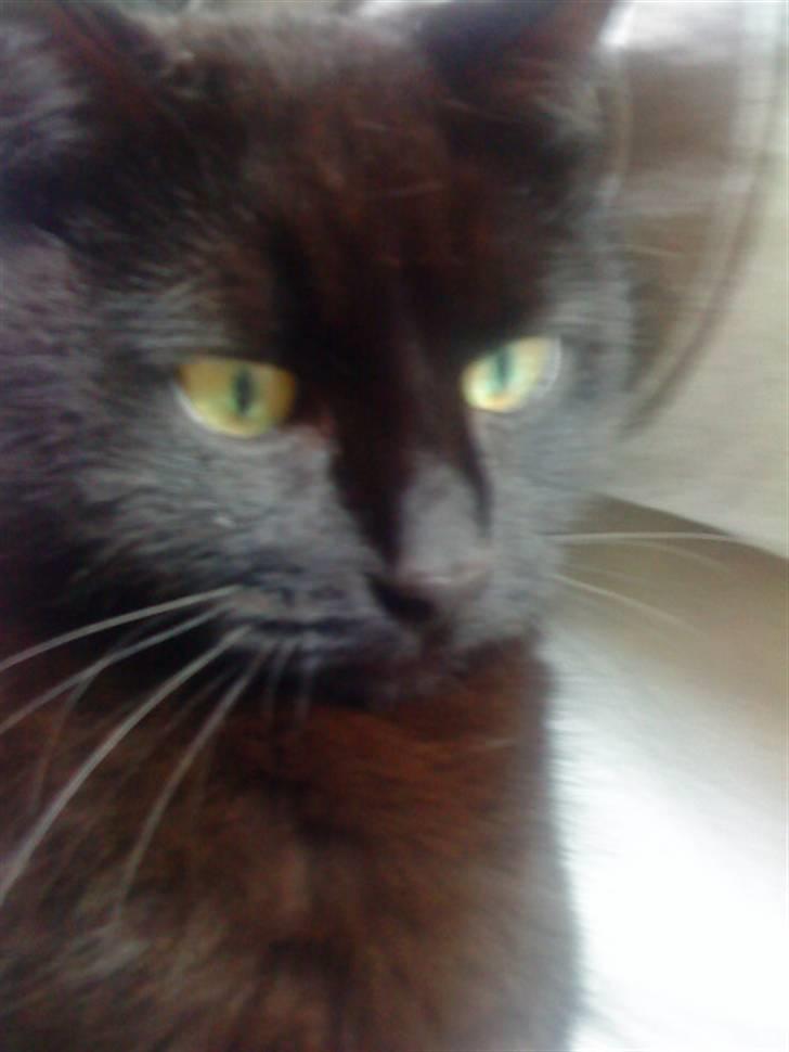 Huskat Molly billede 5