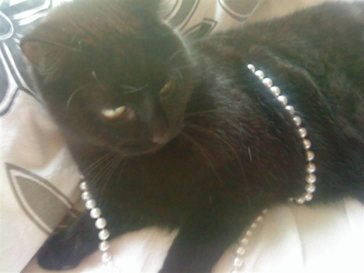 Huskat Molly billede 6