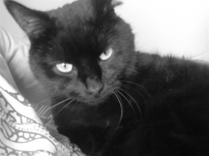 Huskat Molly billede 7