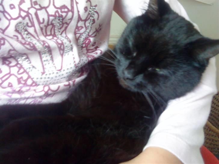 Huskat Molly billede 8