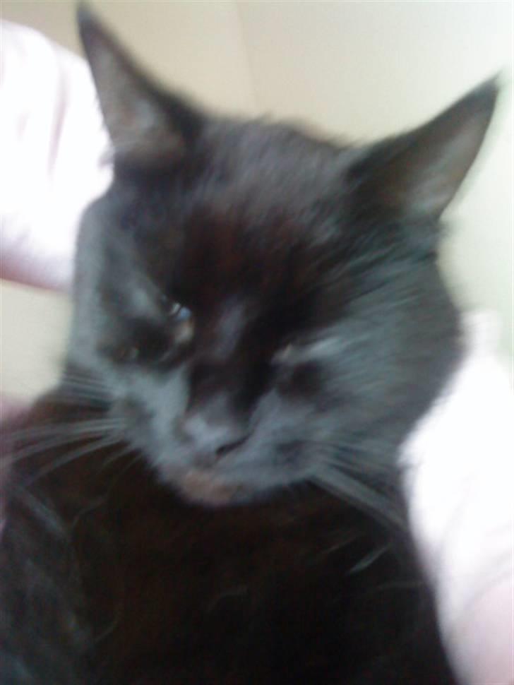 Huskat Molly billede 9