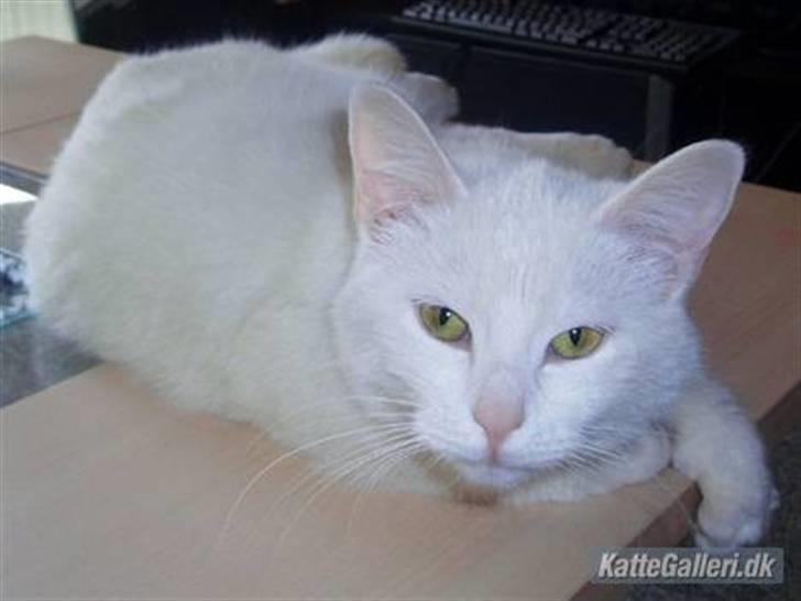 Huskat Kia - Velkommen til Kias profil :) billede 1