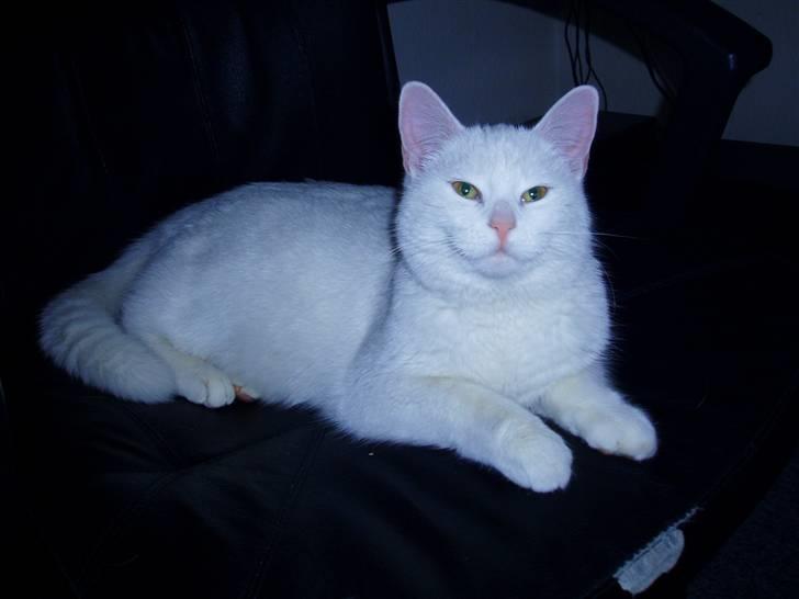 Huskat Kia billede 2