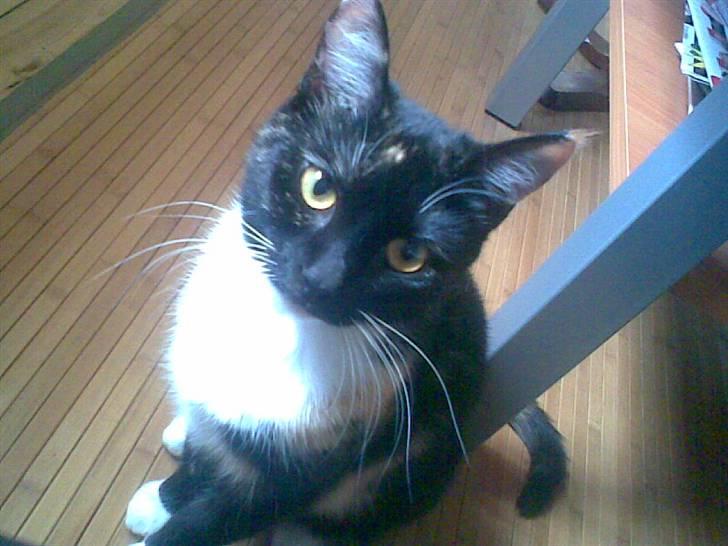 Huskat RONJA 'RØVERDATTER' - Velkommen på min profil . ´Håber du/i vil nyde besøget´ (: billede 1