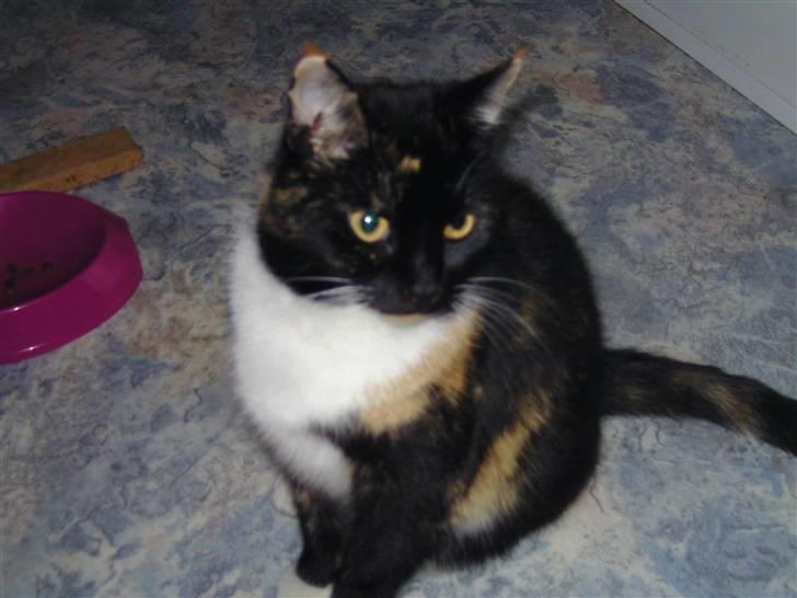 Huskat RONJA 'RØVERDATTER' - - Ronja´ ! billede 2