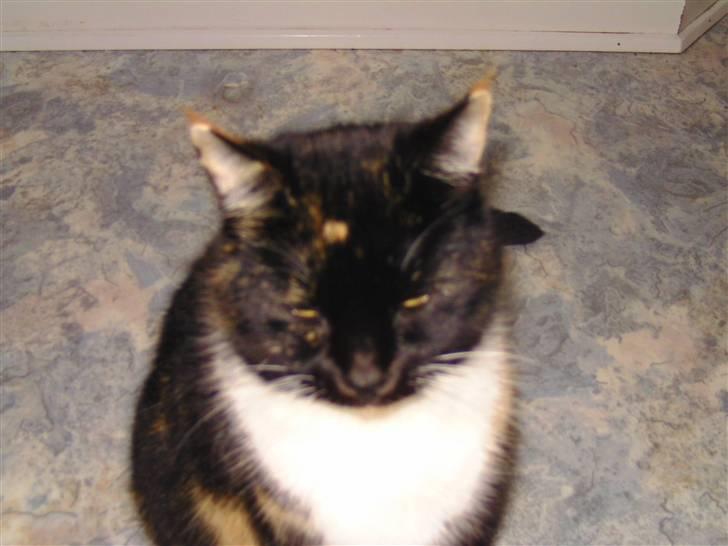 Huskat RONJA 'RØVERDATTER' - - Her tager jeg mig en lille skønheds´søvn . billede 3