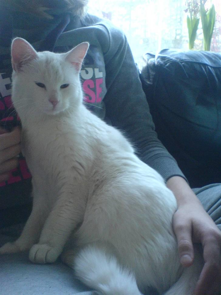 Huskat Kia - Kælepot :) billede 3