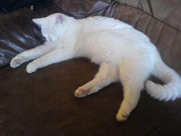 Huskat Kia - Kia tager sig en slapper :) billede 4