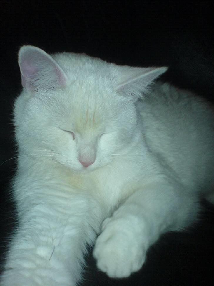 Huskat Kia billede 5