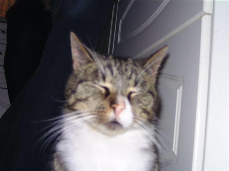 Huskat OLIVER 'GULLE' - - Er det gæt og grimasser nu?(´Så gæt hvad jeg er mor!)  billede 10