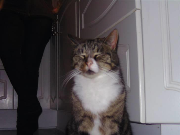 Huskat OLIVER 'GULLE' - - ´ Jeg sover faktisk! (do you mind?) billede 11