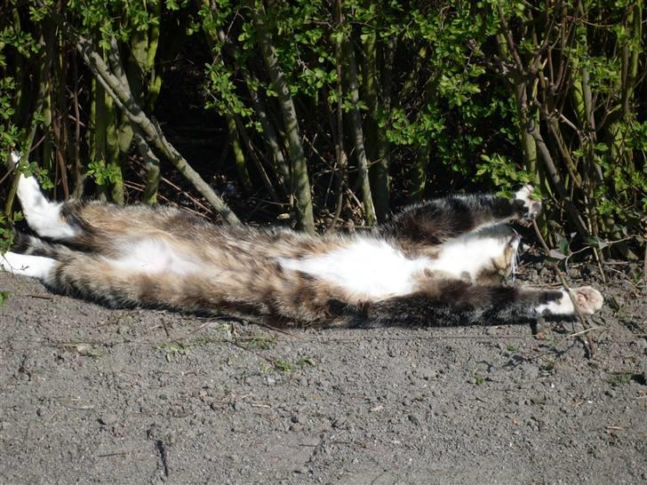 Huskat OLIVER 'GULLE' - - Gulde i sin fulde længde! billede 12