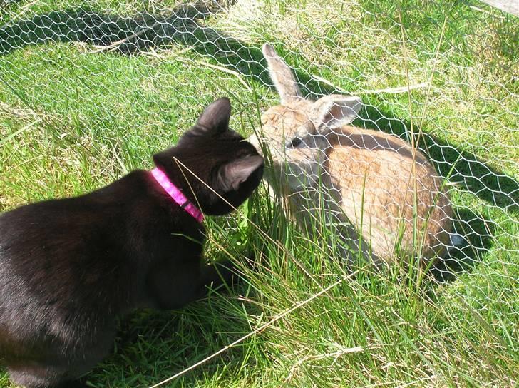 Huskat Blob - Blob og hans bedste ven Bastian. billede 8