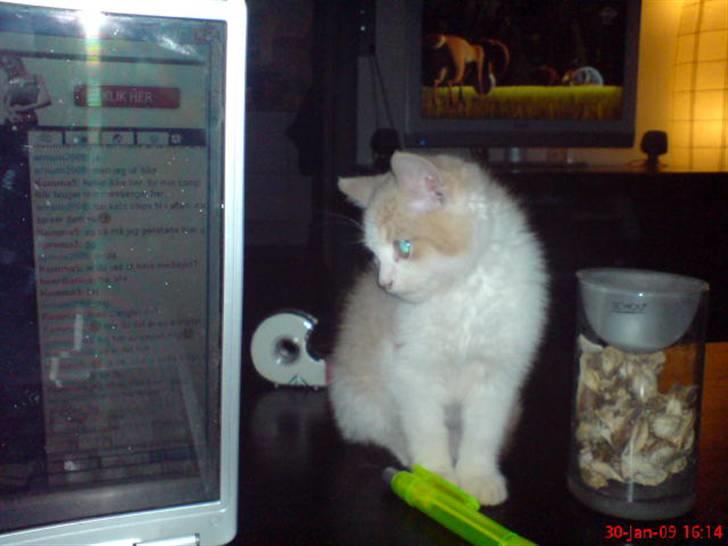 Huskat Hubert billede 1