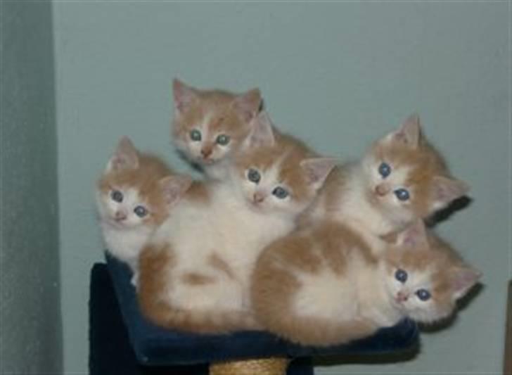 Huskat Hubert - Hubert og alle hans søskene :D billede 2