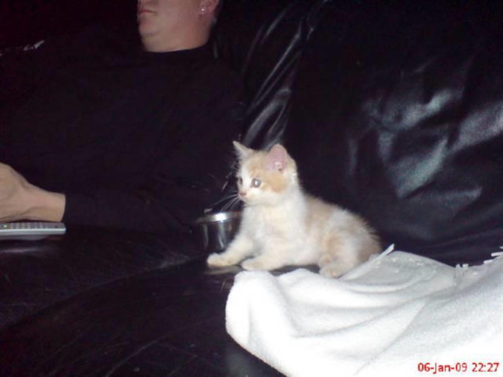 Huskat Hubert billede 3