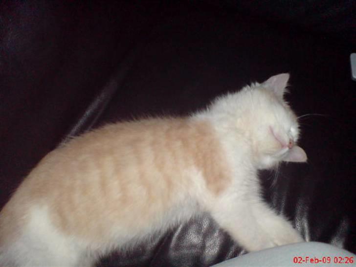 Huskat Hubert billede 4