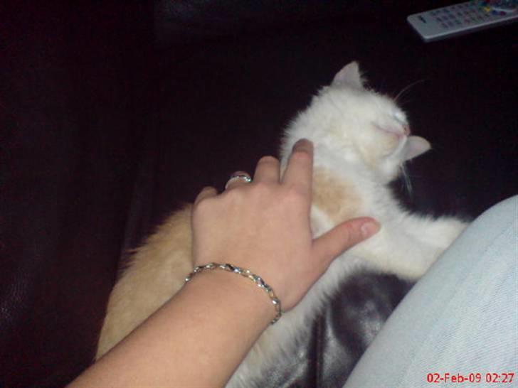 Huskat Hubert billede 5